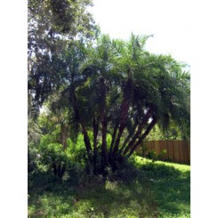 Reclinata Palm 28' Overall Height